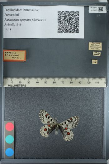 Media type: image;   Entomology 174676